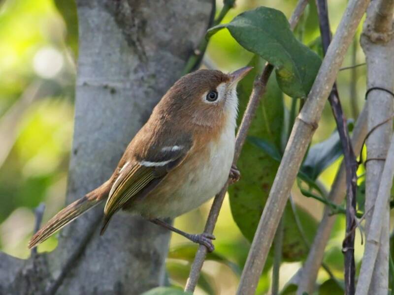 Cozumel Vireo