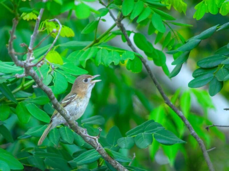 Vireo de Cozumel, Fotos 2