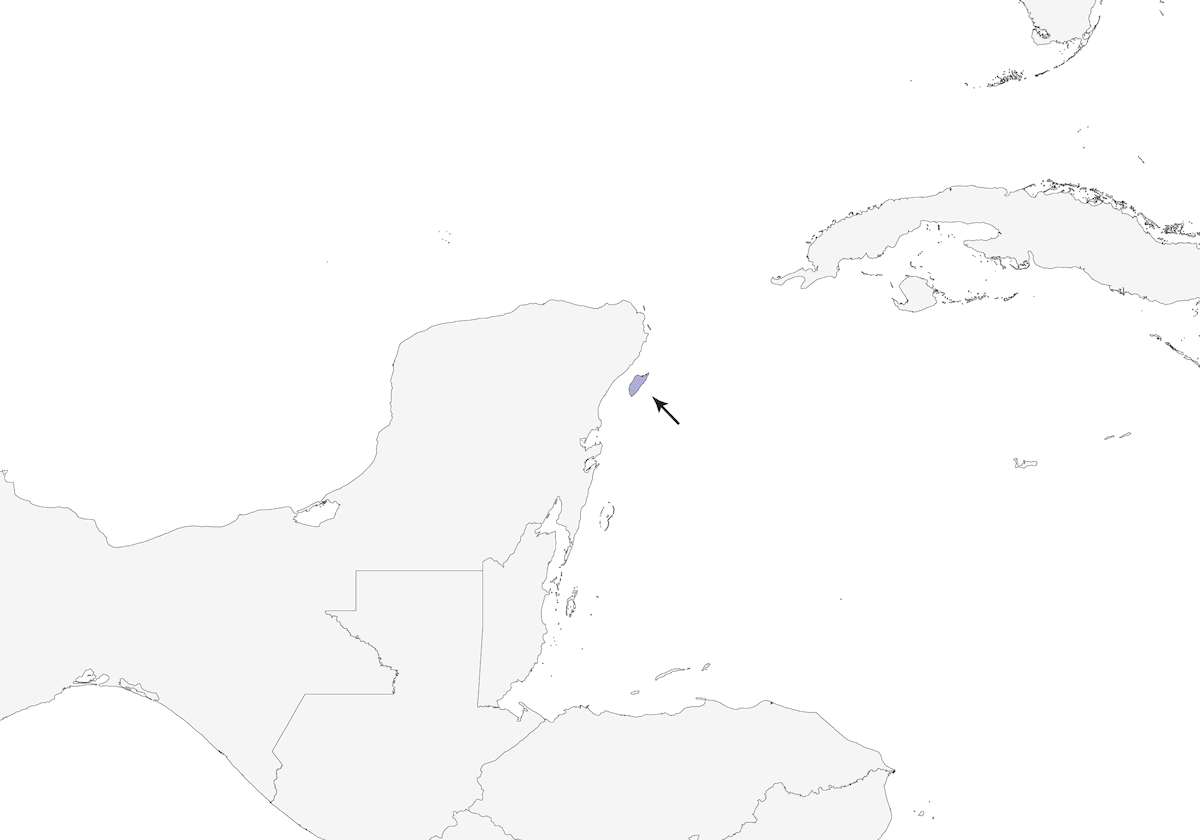 Vireo de Cozumel, Distribución 1