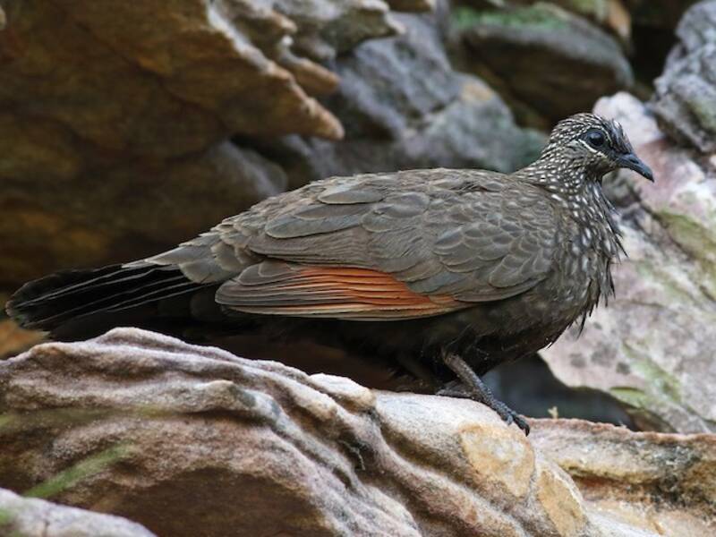 Chestnut-quilled Rock-Pigeon