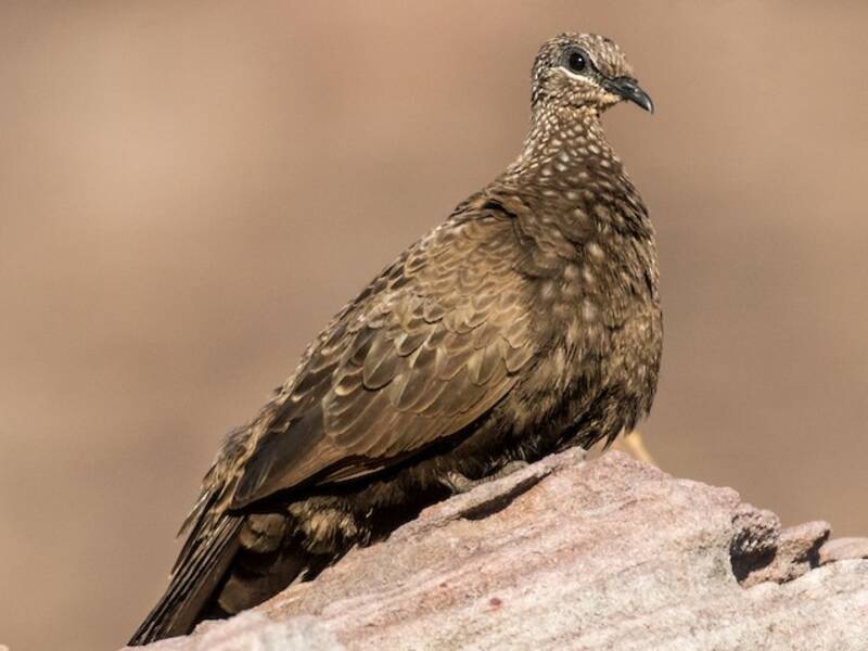 Chestnut-quilled Rock-Pigeon, Photos 3