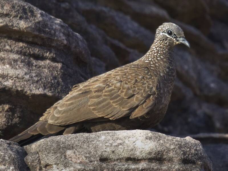 Chestnut-quilled Rock-Pigeon, Photos 2
