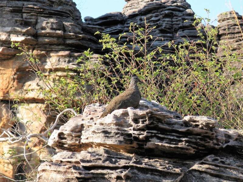 Chestnut-quilled Rock-Pigeon, Photos 4
