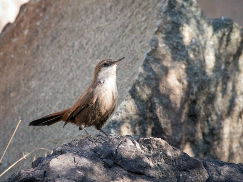 Chilia des rochers, Photos 4