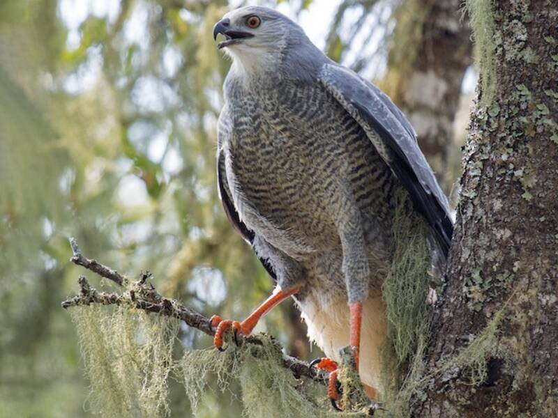 Buse échasse