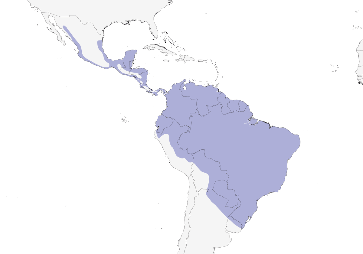 Gavilán Zancudo, Distribución 1