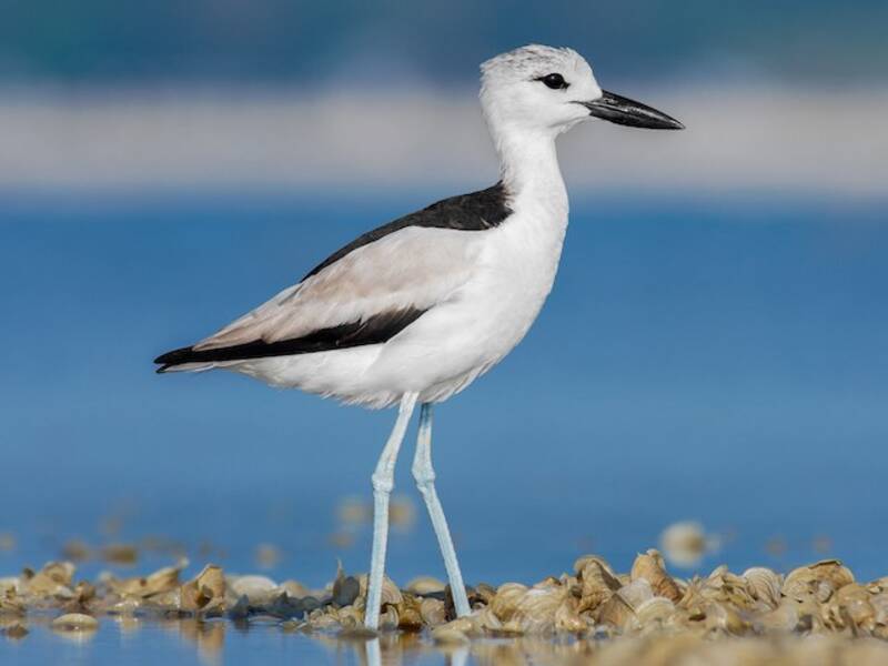 Crab-Plover (Dromas ardeola)