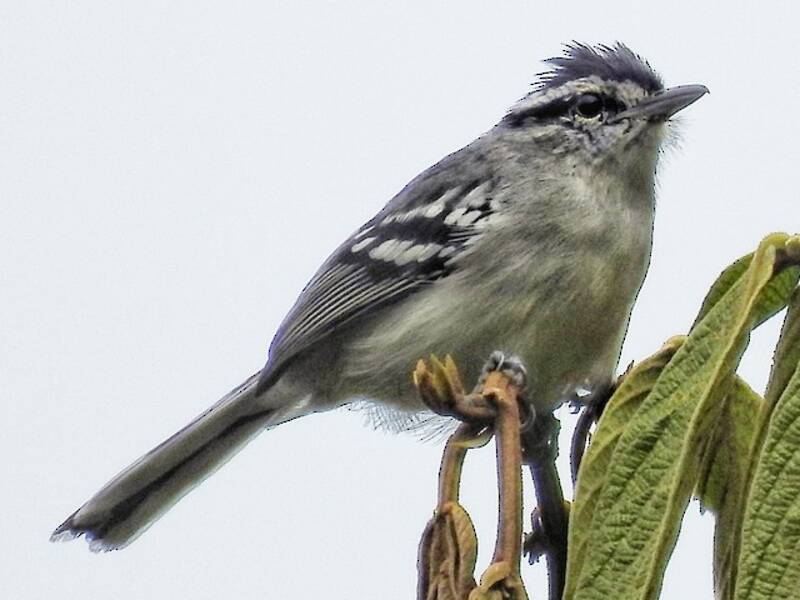 Creamy-bellied Antwren, Photos 3