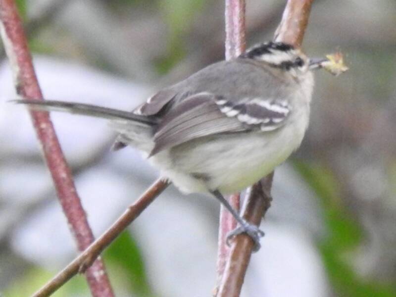 Creamy-bellied Antwren, Photos 2