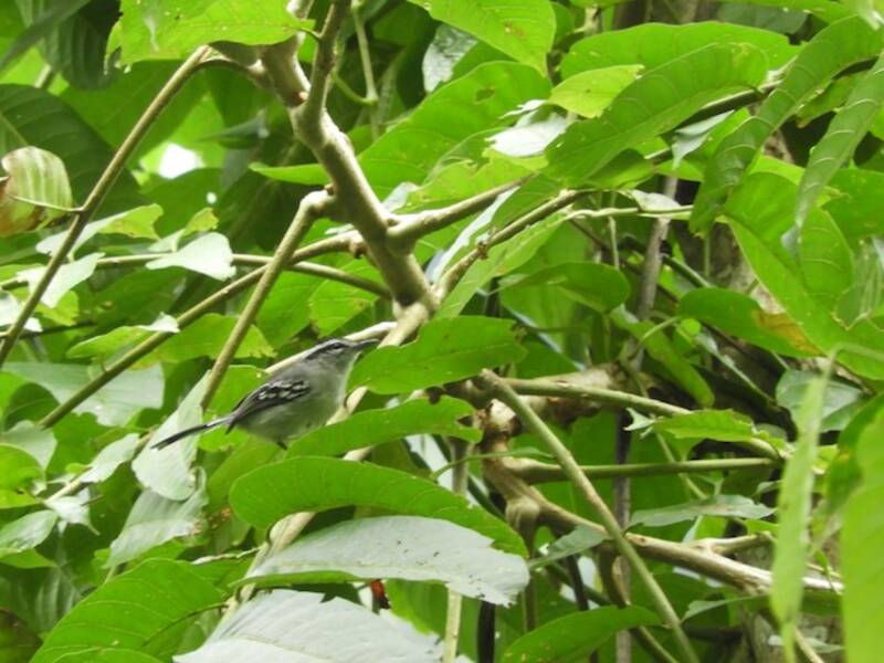 Creamy-bellied Antwren, Photos 4