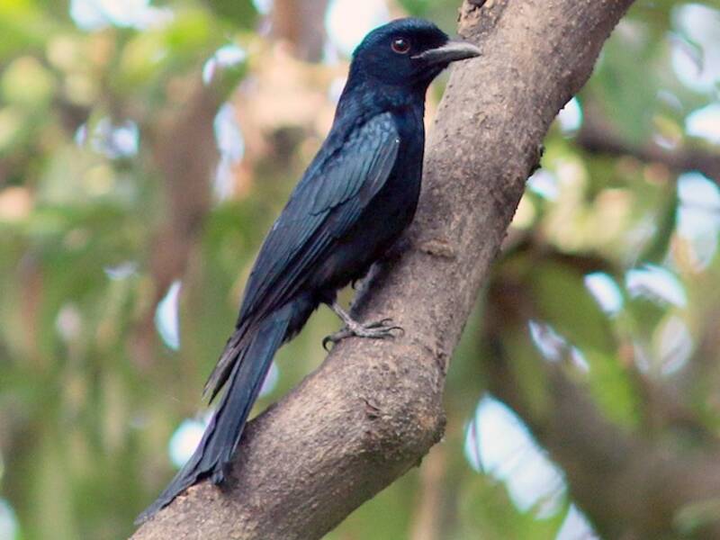 Drongo dal becco di corvo, Foto 4