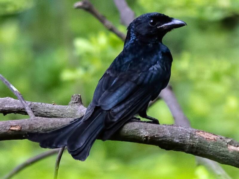 Drongo dal becco di corvo, Foto 2