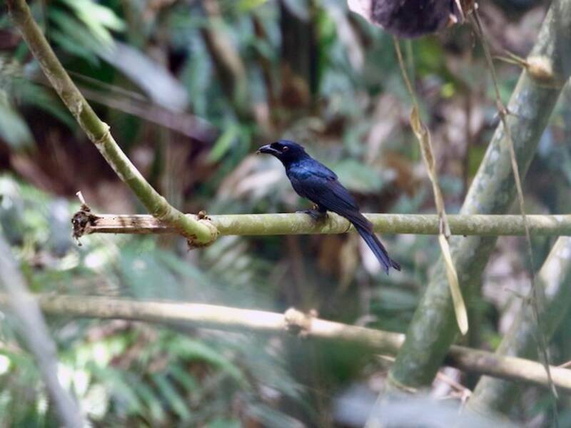 Drongo dal becco di corvo, Foto 3