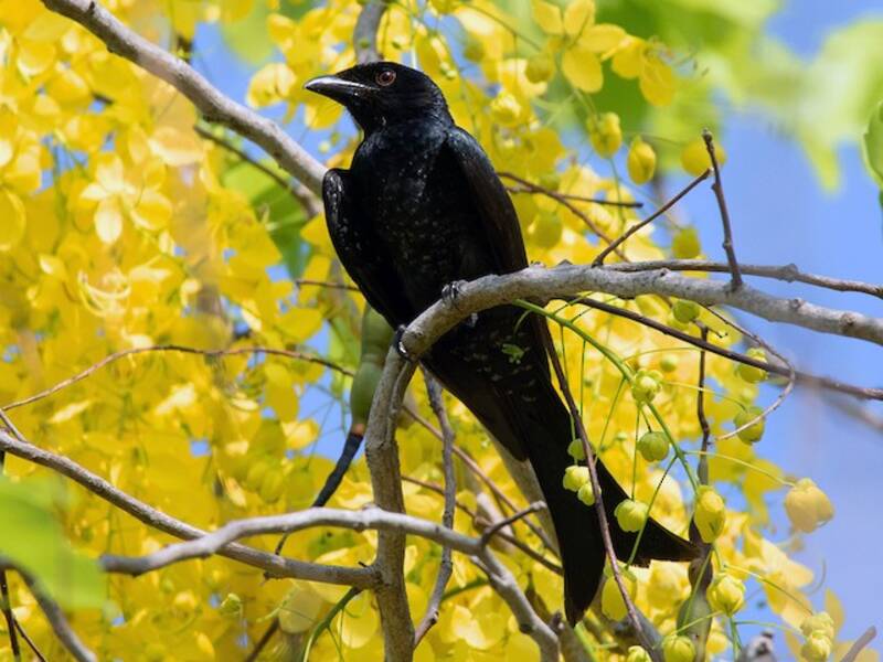 Crow-billed Drongo