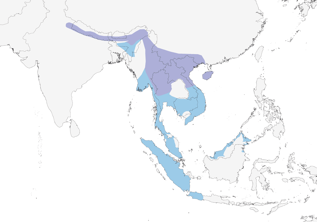 Drongo dal becco di corvo, Distribuzione 1