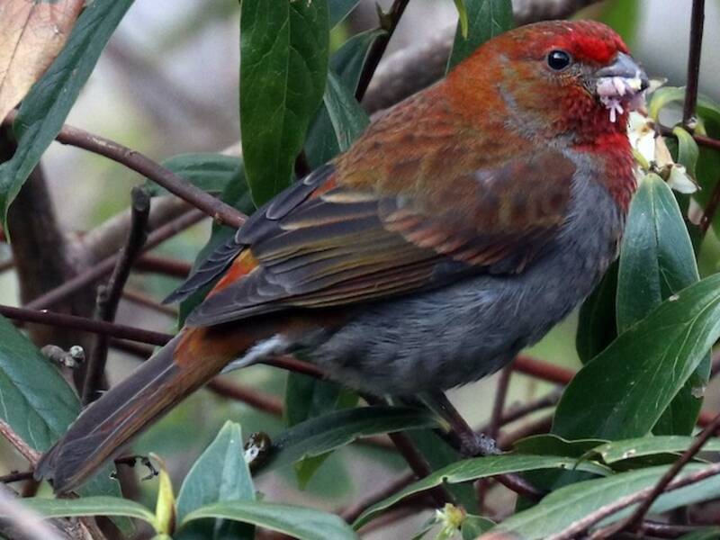 Crimson-browed Finch, Photos 3