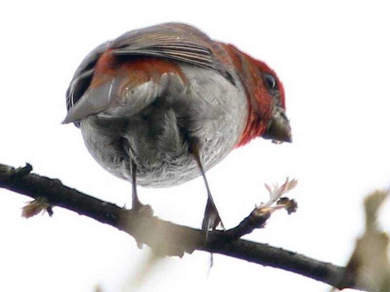 Crimson-browed Finch, Photos 4