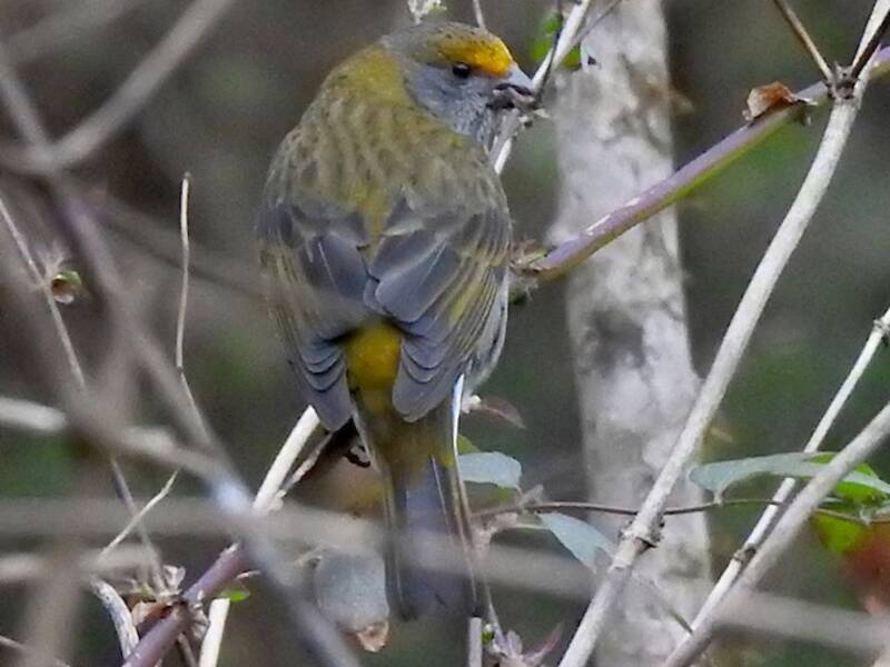 Crimson-browed Finch, Photos 2