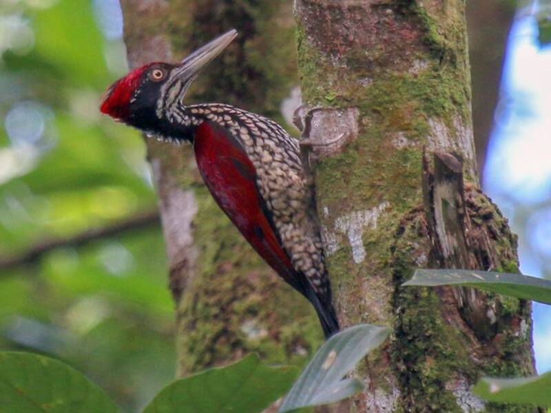 Crimson-backed Flameback