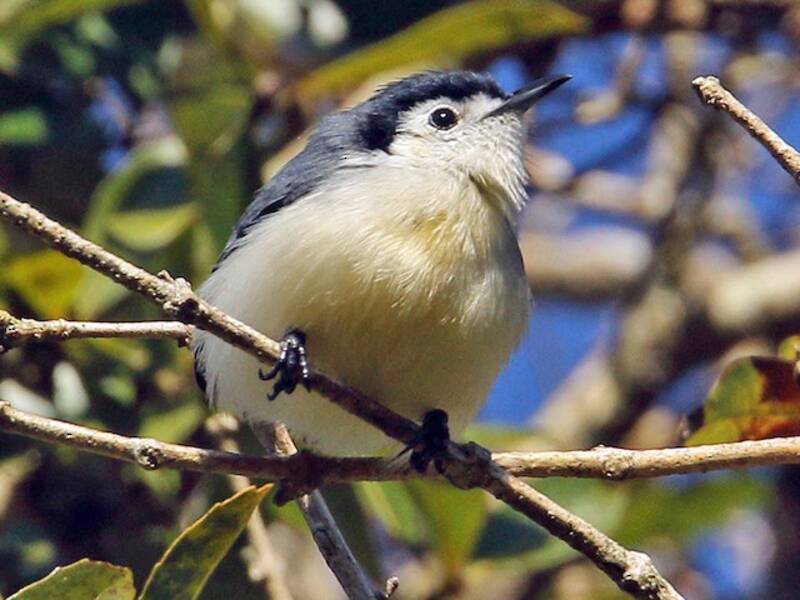 Creamy-bellied Gnatcatcher