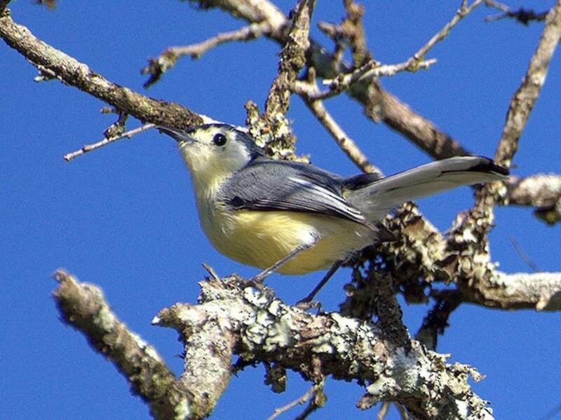 Creamy-bellied Gnatcatcher, 照片 2