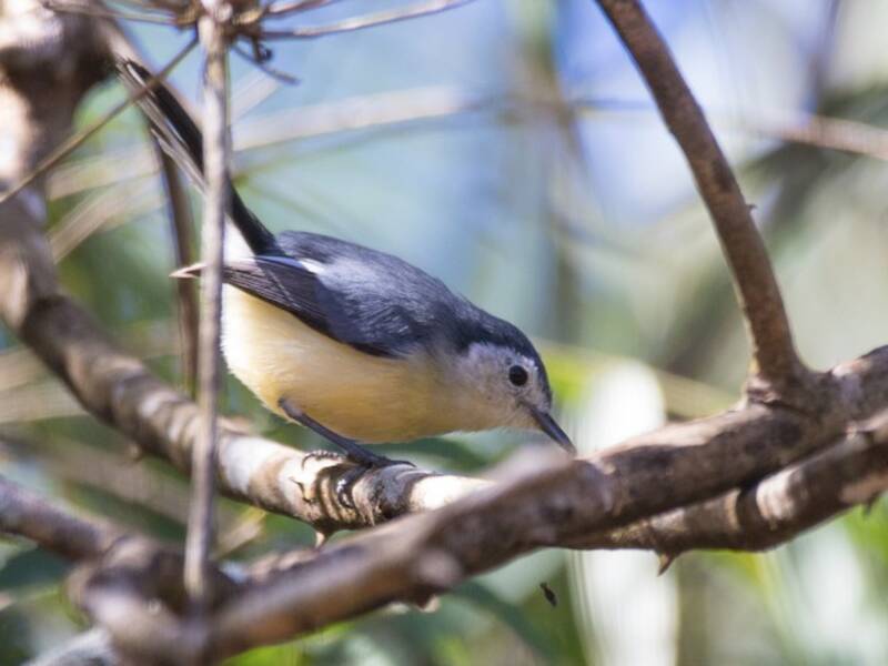 Creamy-bellied Gnatcatcher, 照片 3