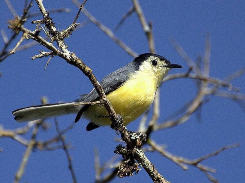 Creamy-bellied Gnatcatcher, 照片 4