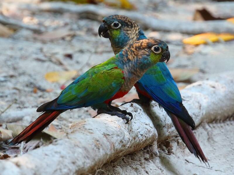 Conure à ventre rouge
