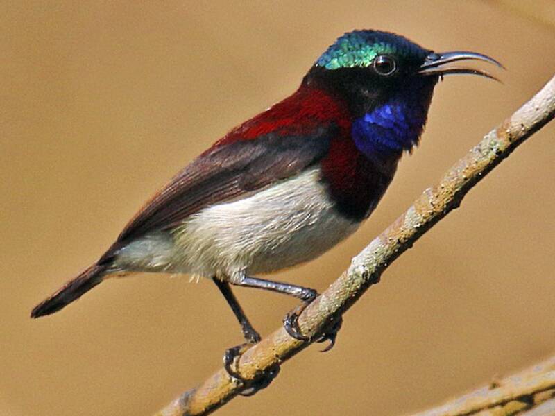 Crimson-backed Sunbird