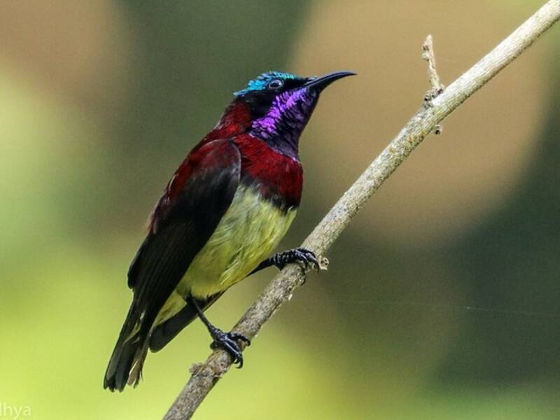 Crimson-backed Sunbird, Photos 2