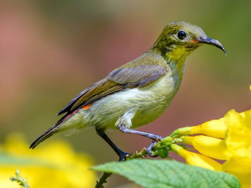 Crimson-backed Sunbird, Photos 4