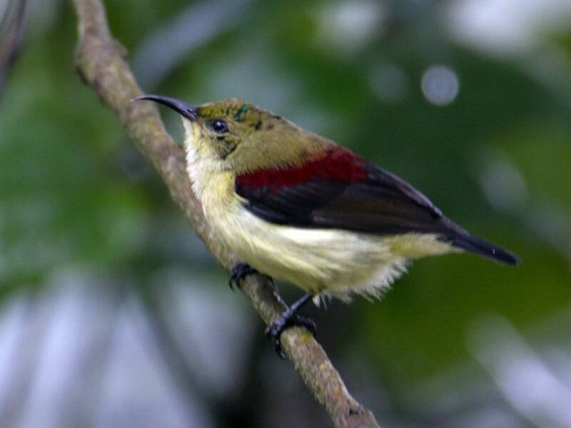 Crimson-backed Sunbird, Photos 3