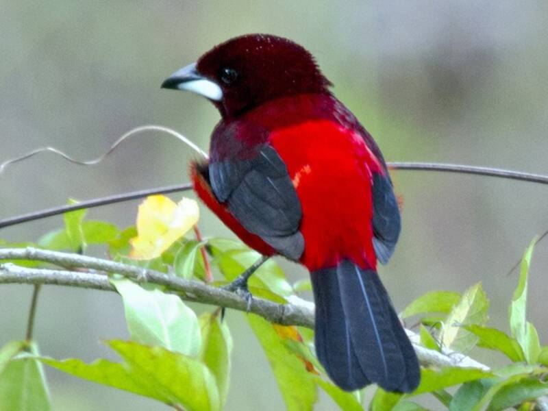 Crimson-backed Tanager, 照片 4