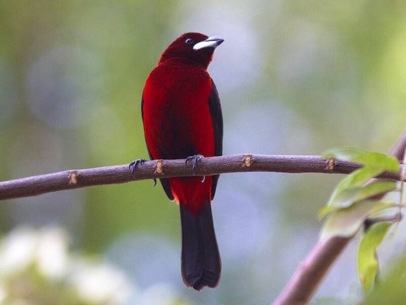 Crimson-backed Tanager, 照片 2