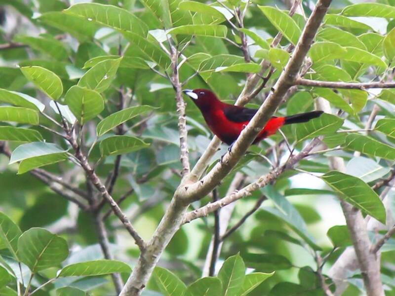 Crimson-backed Tanager, 照片 3