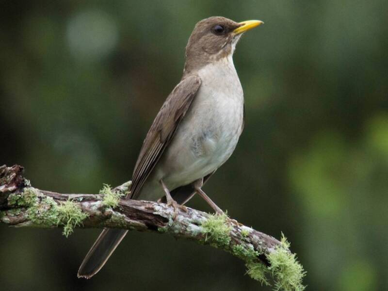 Creamy-bellied Thrush, 照片 2