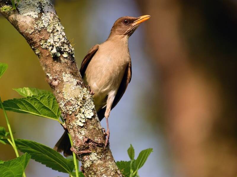 Creamy-bellied Thrush, 照片 4