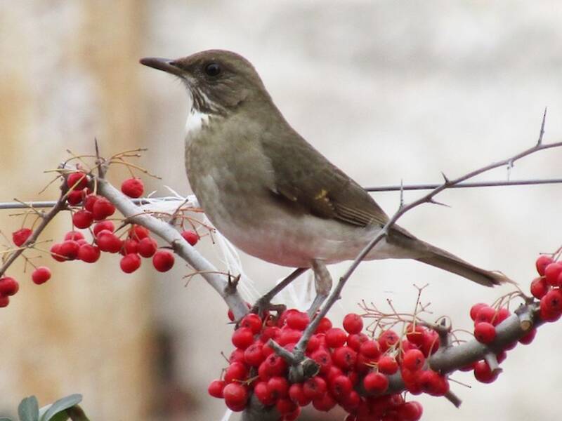 Creamy-bellied Thrush, 照片 3