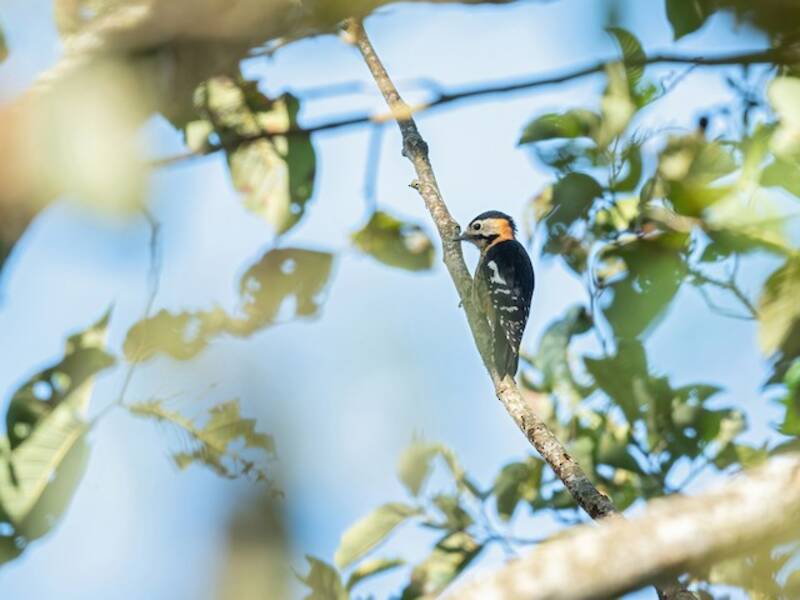 Necklaced Woodpecker