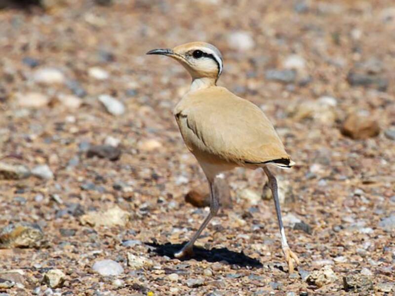 Cream-colored Courser, 照片 4