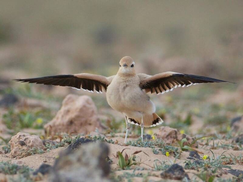 Cream-colored Courser, 照片 2