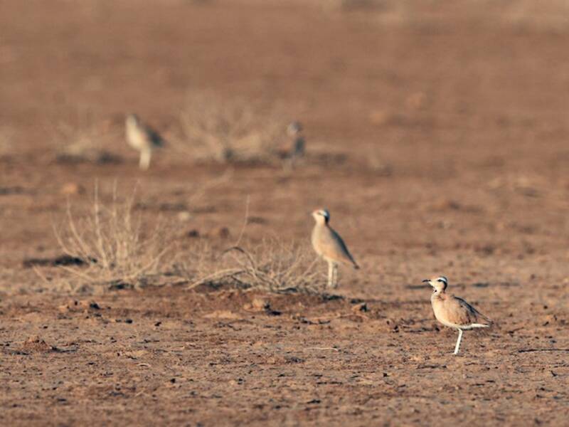 Cream-colored Courser