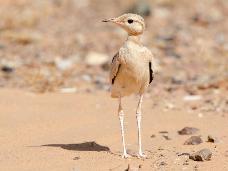 Cream-colored Courser, 照片 3