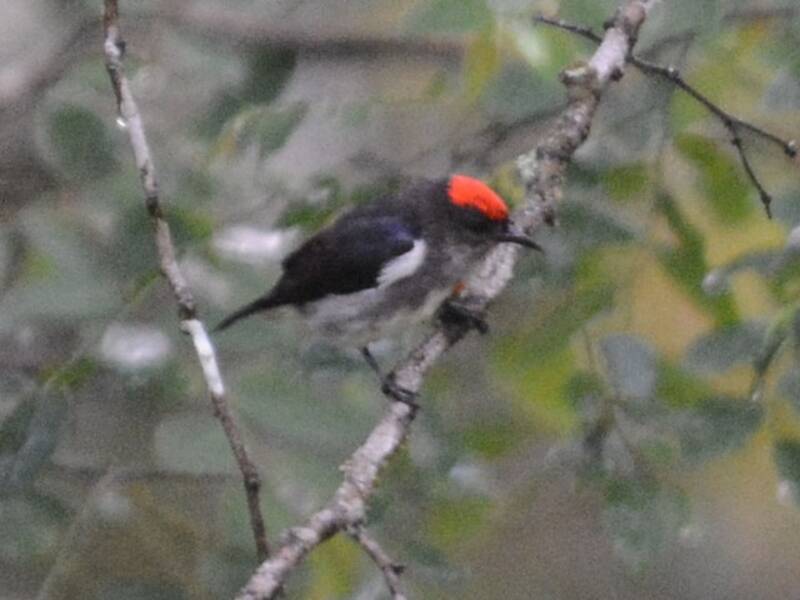 Crimson-crowned Flowerpecker