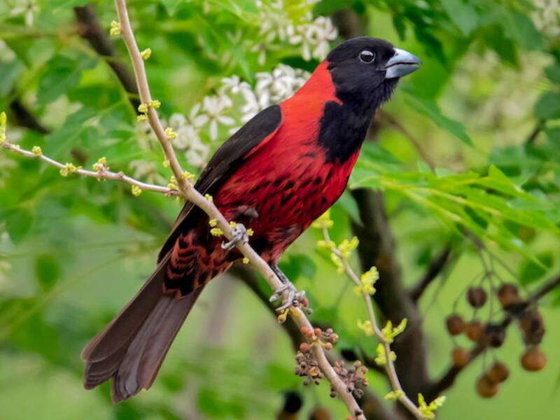 Crimson-collared Grosbeak, Photos 3