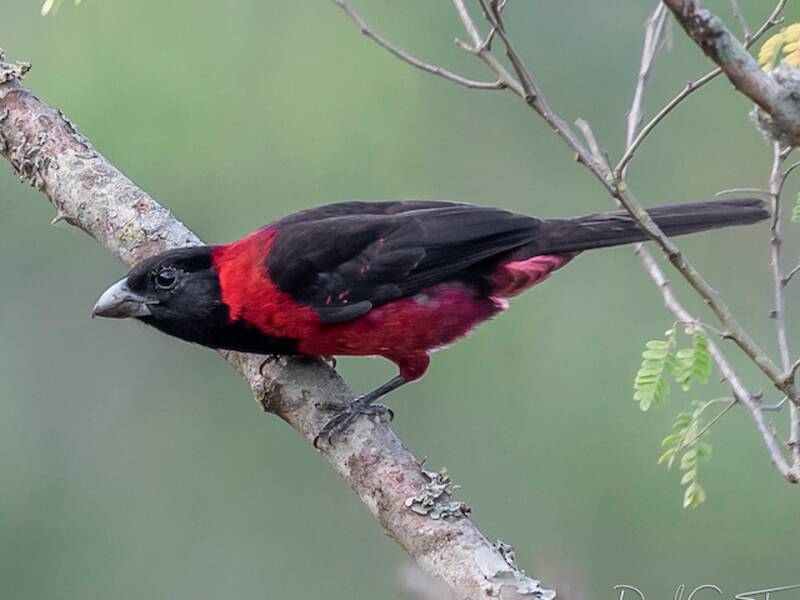 Crimson-collared Grosbeak, Photos 2