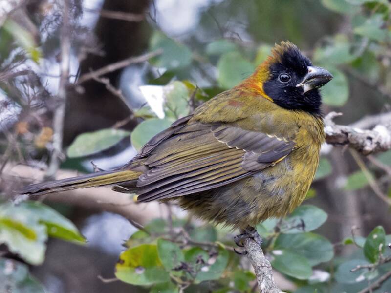 Crimson-collared Grosbeak