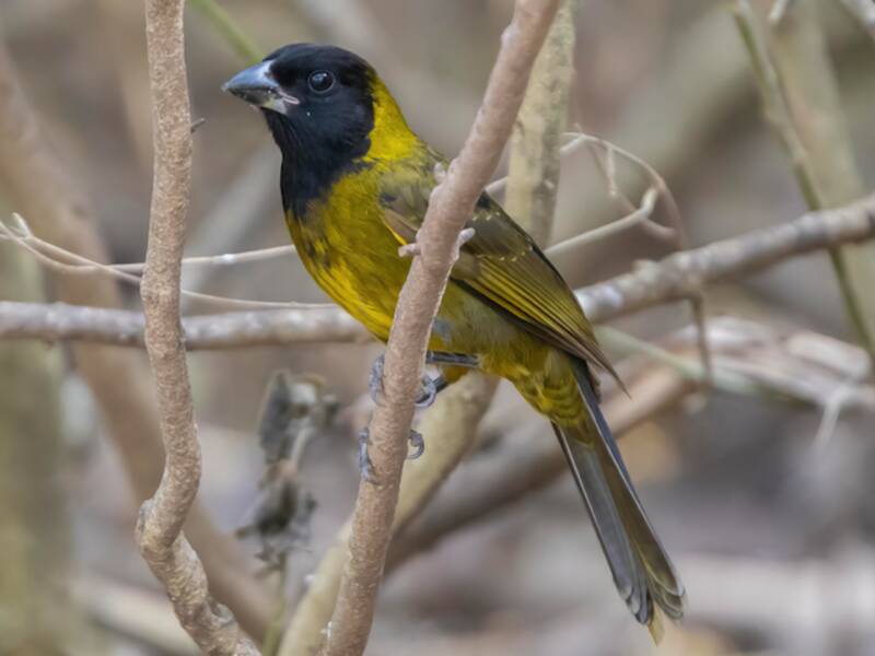 Crimson-collared Grosbeak, Photos 4