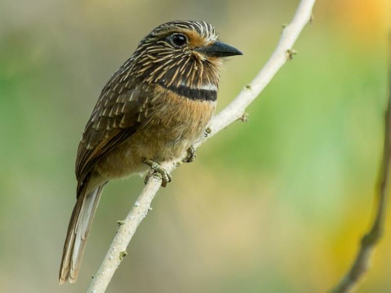 Crescent-chested Puffbird, 照片 3