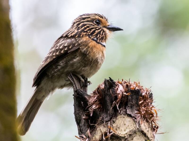 Crescent-chested Puffbird